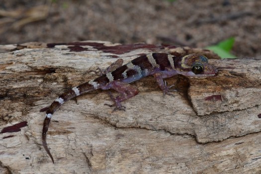 This 2019 photo of a bent-toed gecko Cyrtodactylus phnomchiensis was taken in Prey Lang Wildlife Sanctuary, Cambodia. Courtesy from WWF