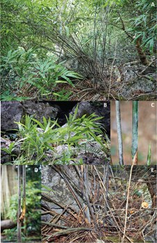 These 2015 photos of succulent bamboo Laobambos calcareus were taken in central Laos. Courtesy of WWF