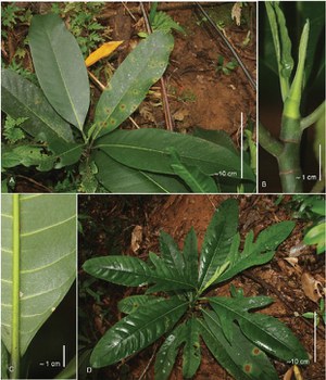 These undated photos of Artocarpus montanus, mulberry green plant, were taken in Vietnam. Courtesy of WWF